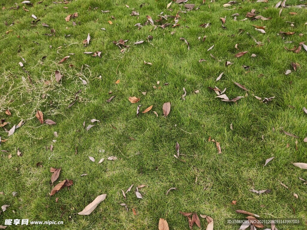 嫩绿草地散落枯叶