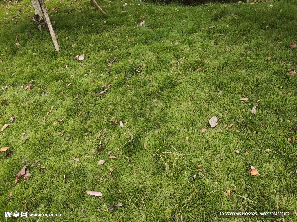 翠绿草地散落枯叶