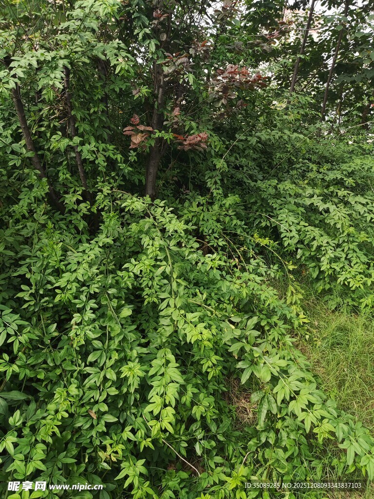 繁茂绿植景观