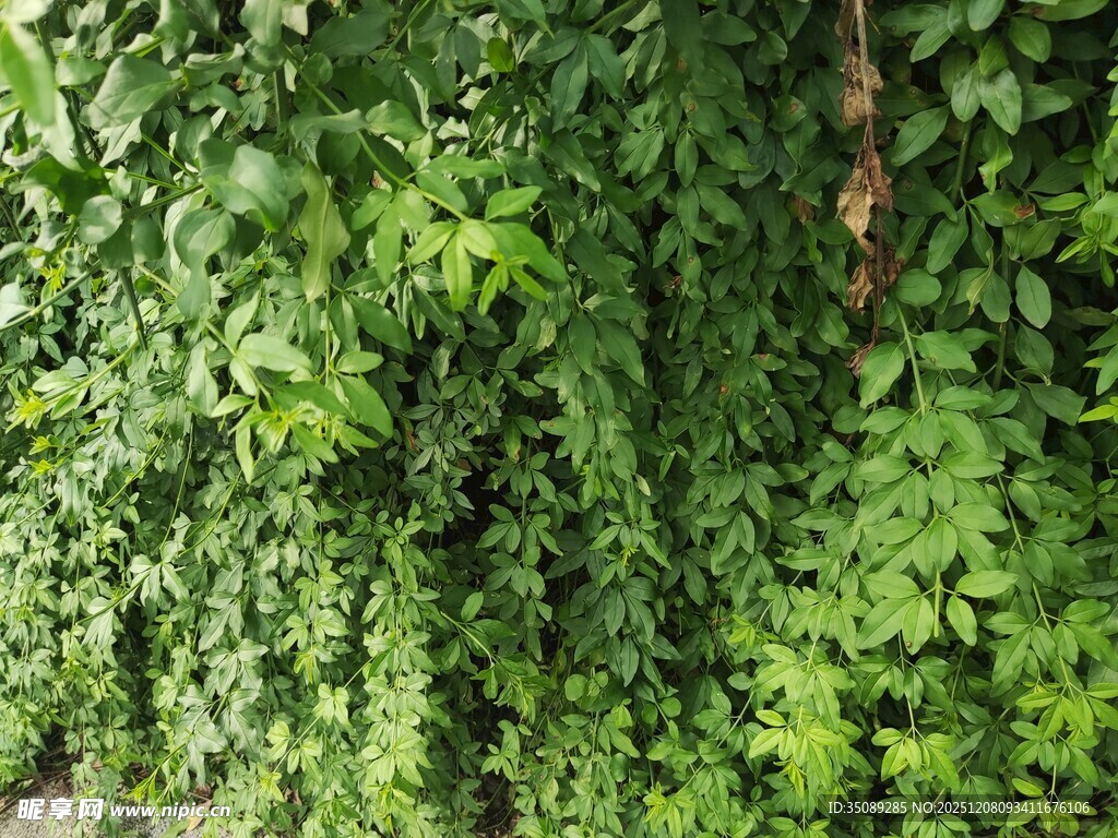 翠绿藤蔓覆盖墙面景观