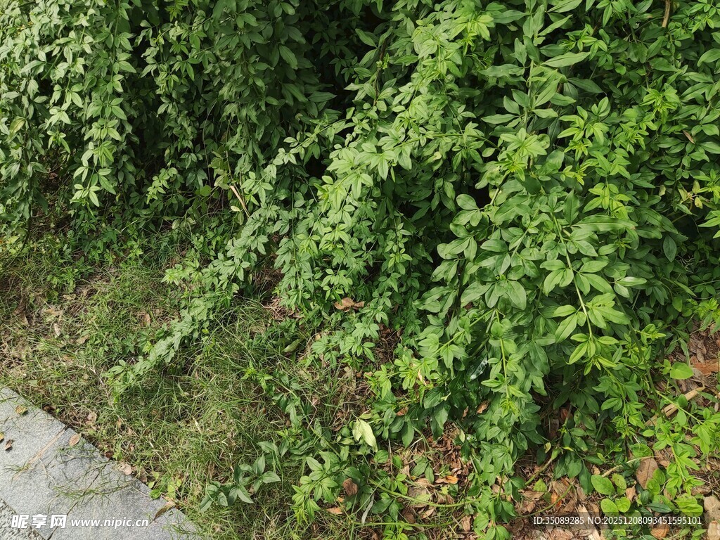 路边繁茂的绿色藤蔓植物