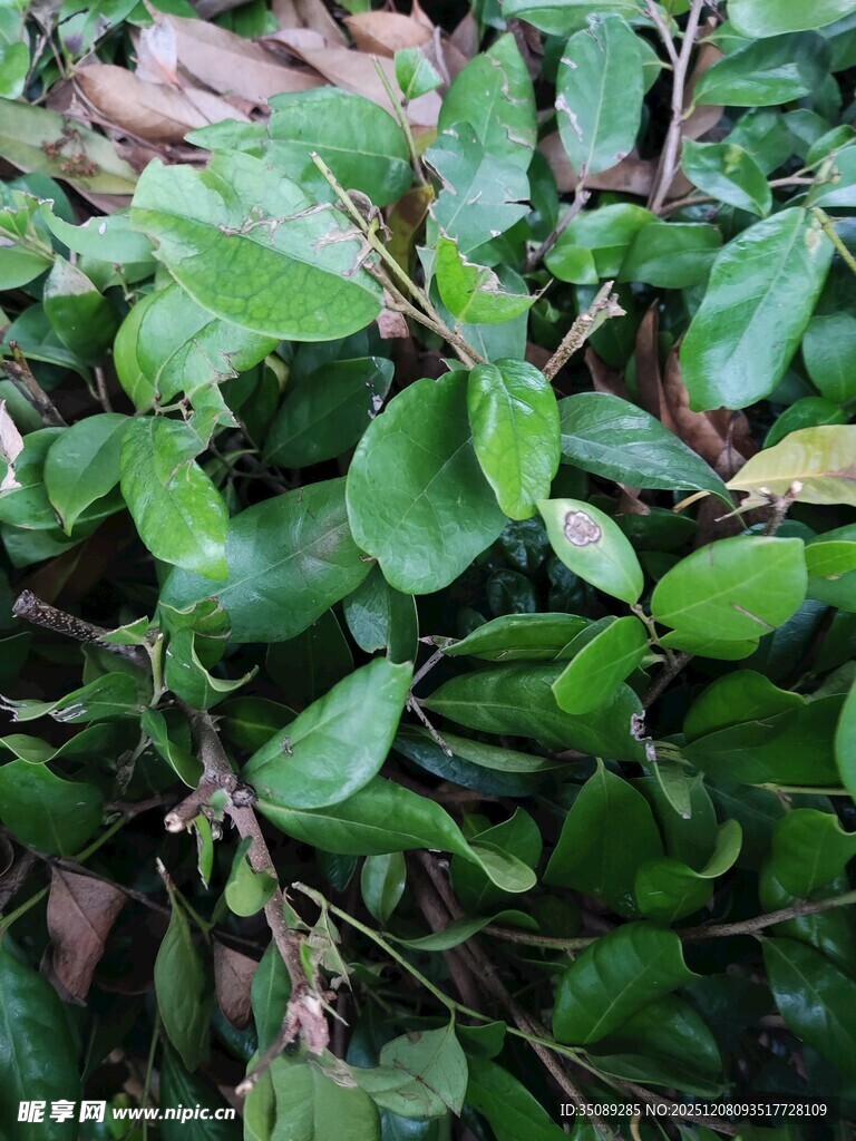 翠绿繁茂的植物枝叶