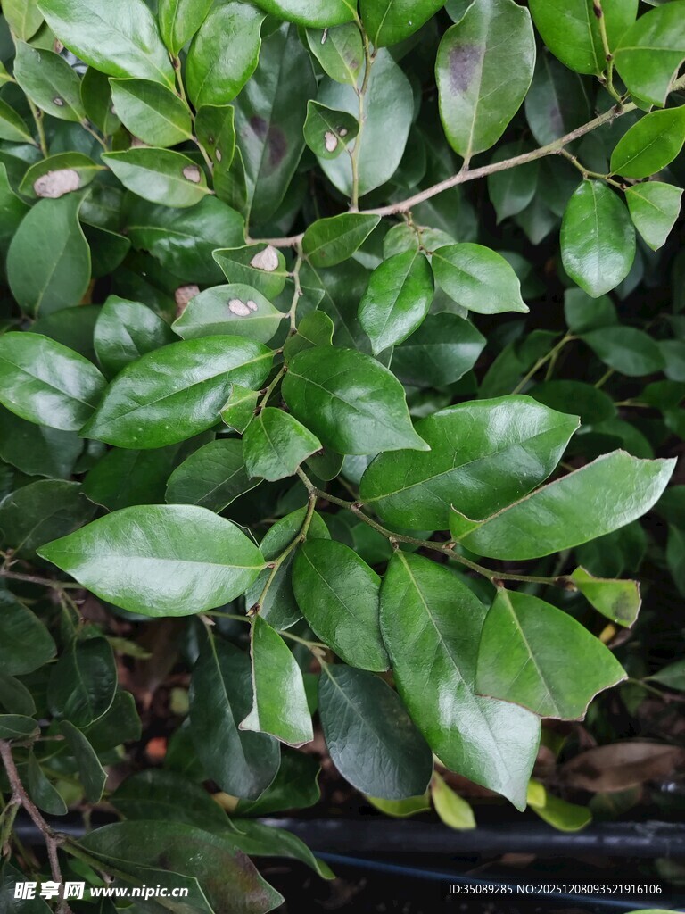 翠绿叶片的生机植物