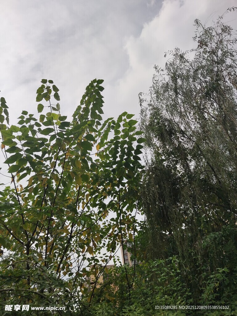 阴天中的繁茂绿植