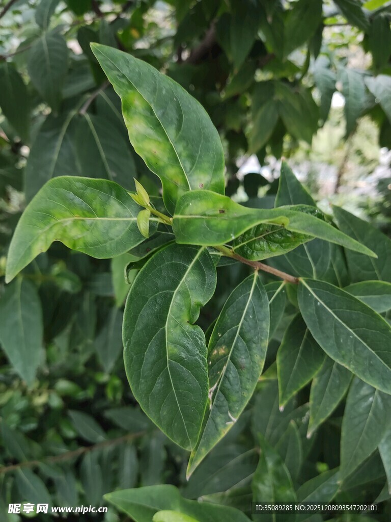 翠绿叶片的植物特写