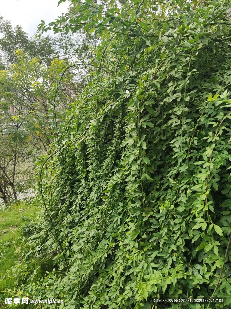 繁茂藤蔓植物景观