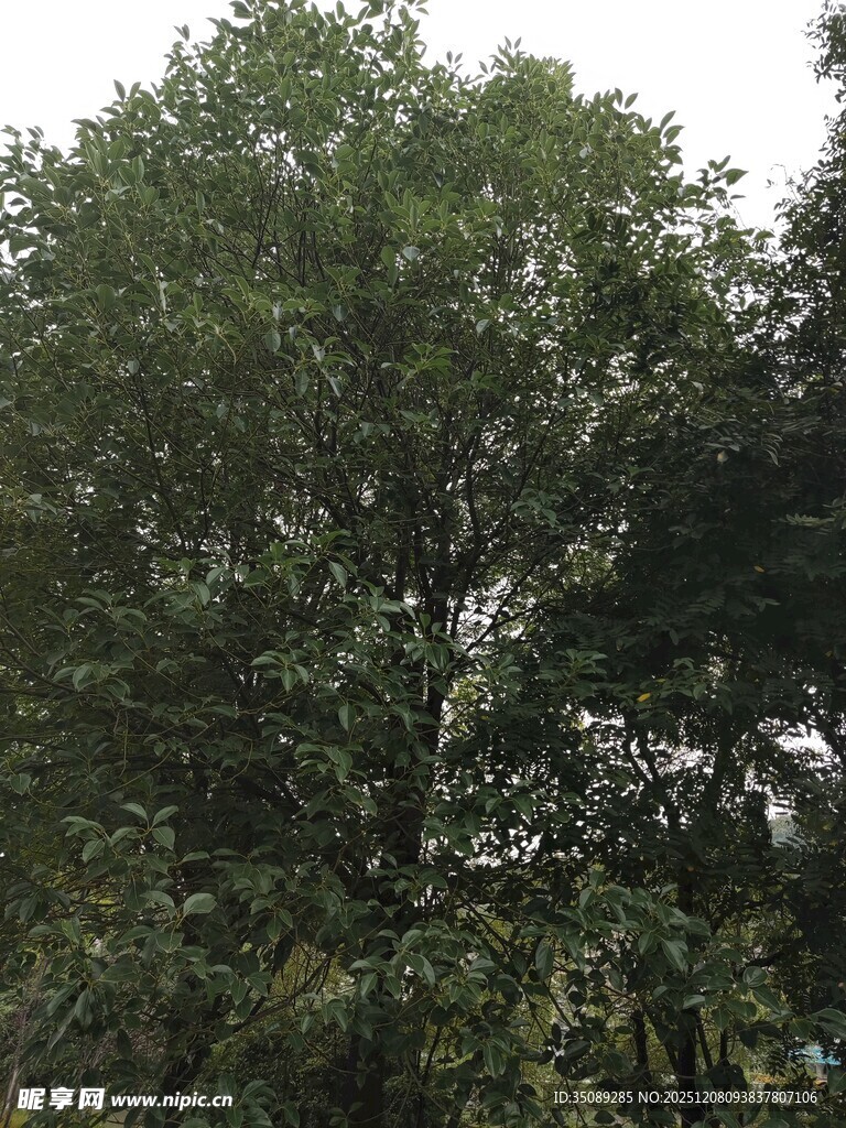 茂密树林绿意盎然