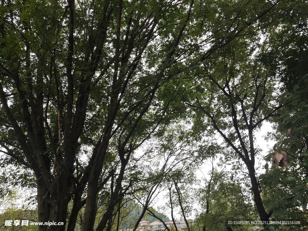 茂密树林中的繁茂枝叶