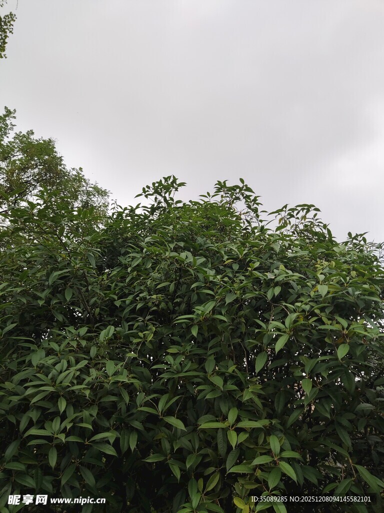 茂密绿植天空阴沉