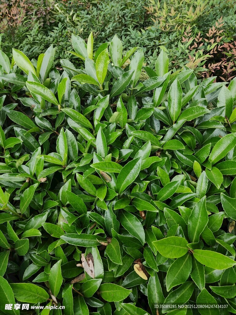 翠绿繁茂的植物景观