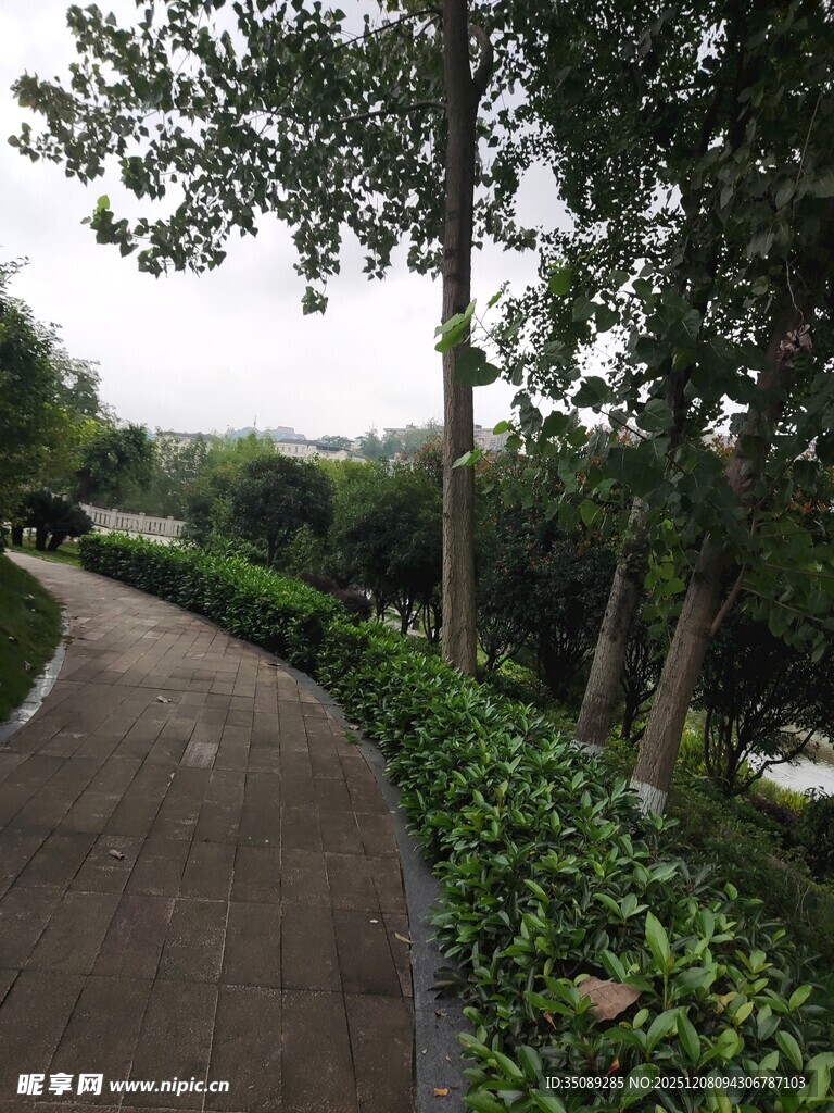 林间蜿蜒小径绿意盎然