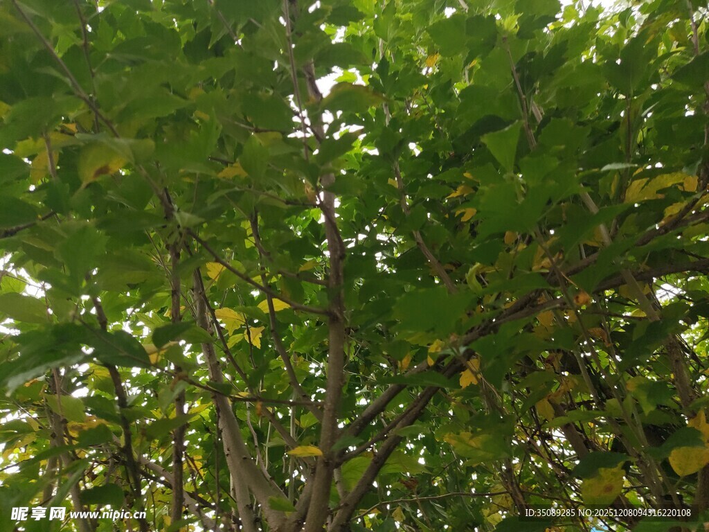 阳光下的繁茂绿树