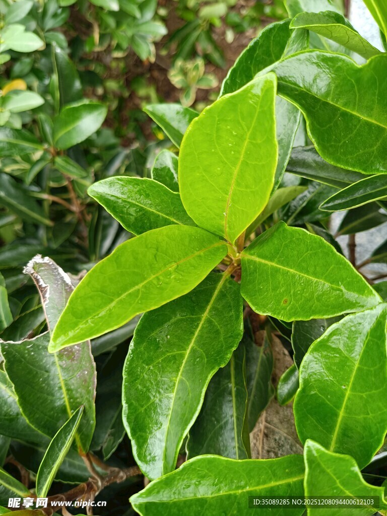 翠绿叶片特写