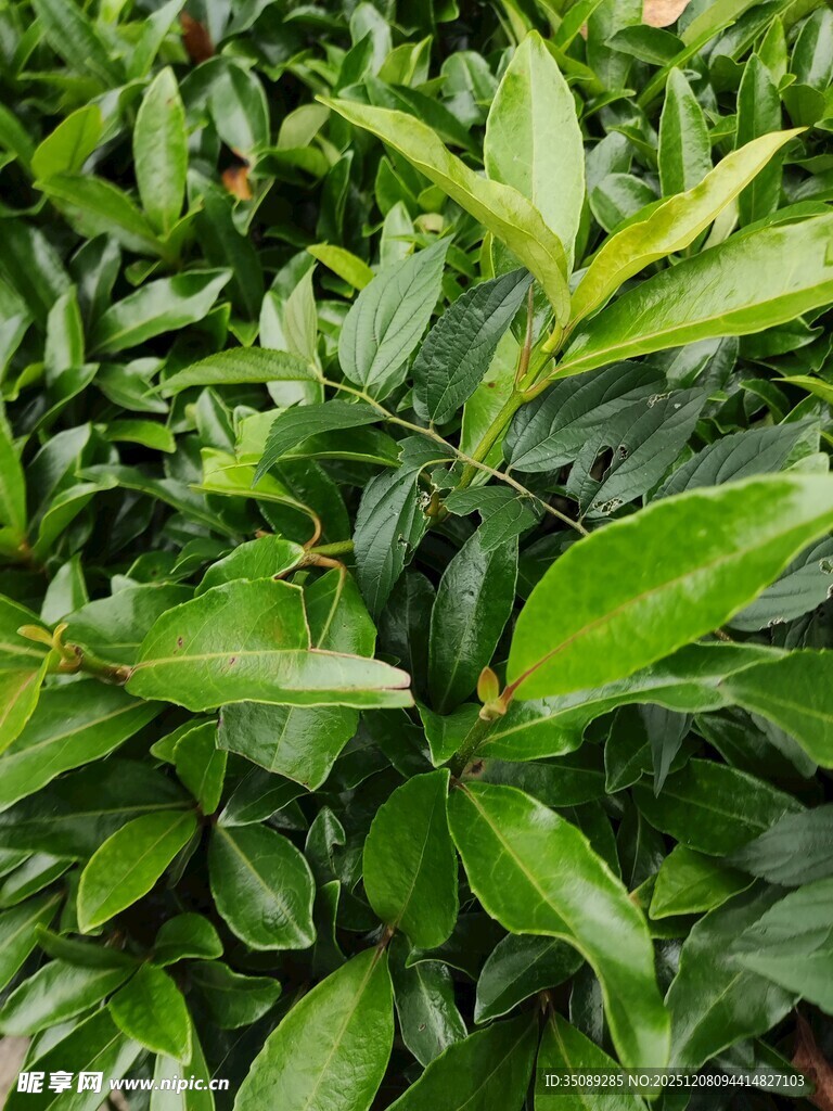 翠绿繁茂的植物叶片