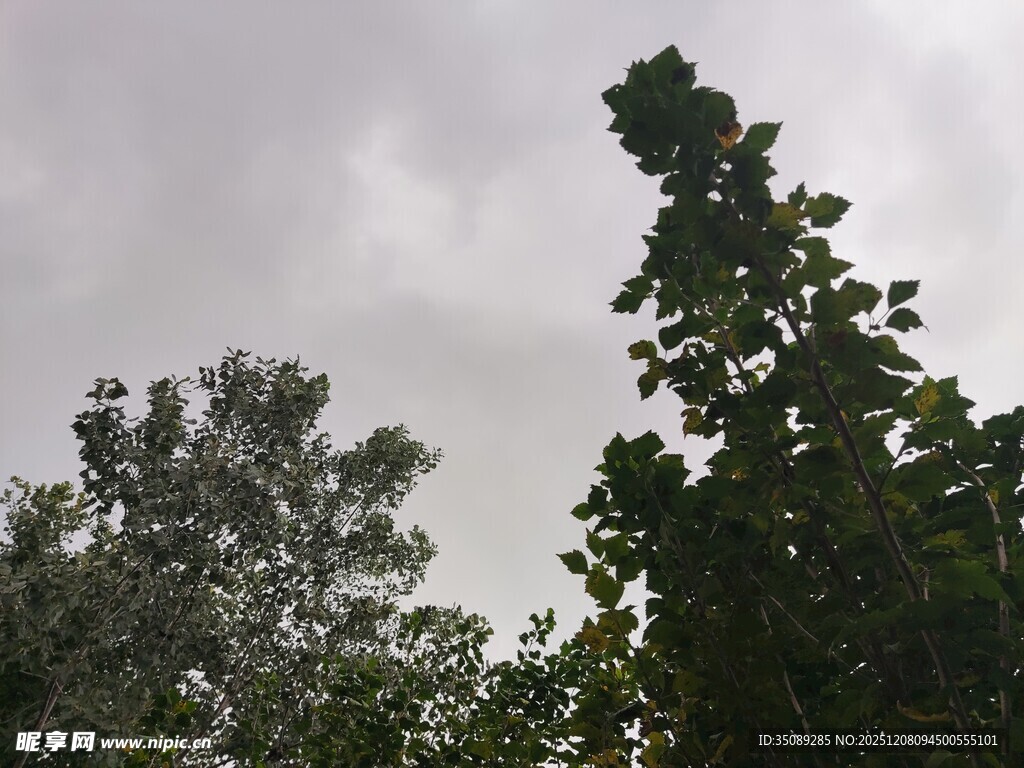 阴天中的葱郁树木