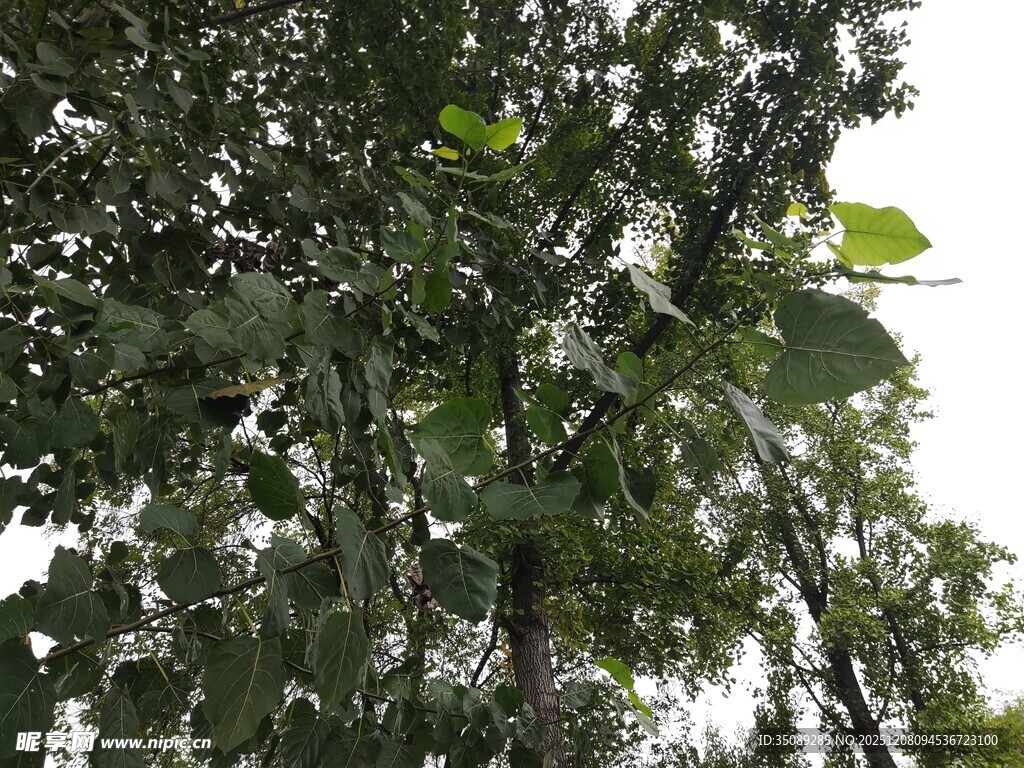 繁茂绿叶的树木景观