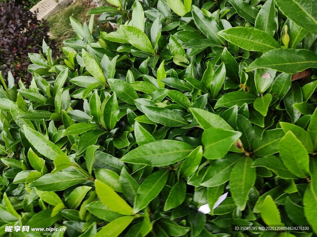 翠绿繁茂的绿植景观