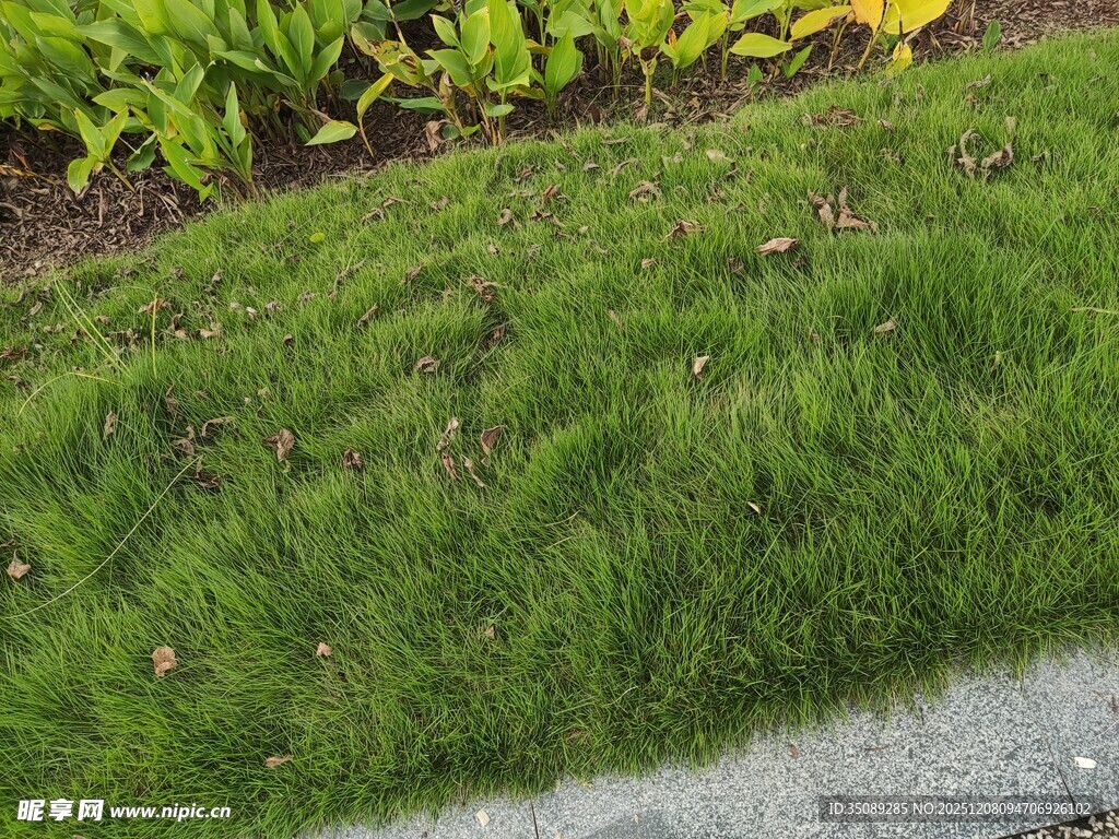 路边翠绿草坪与植物