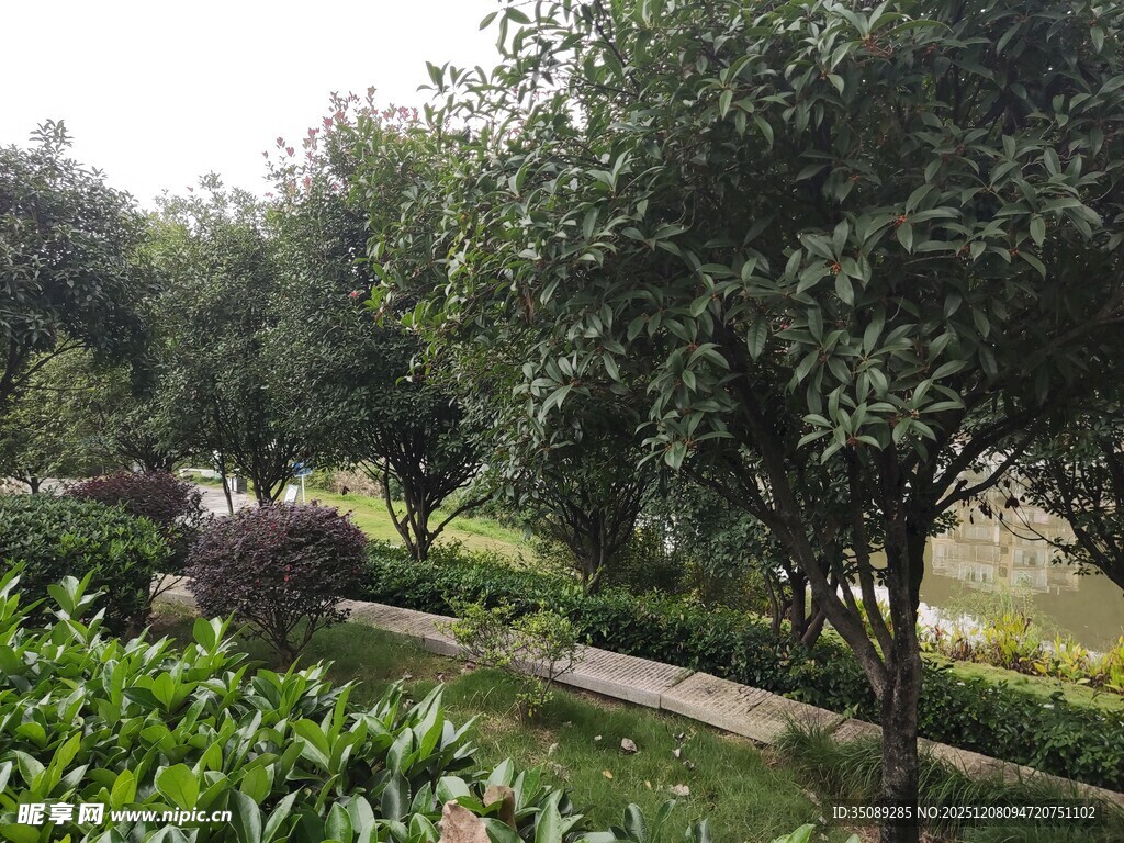 绿意盎然的园林小径