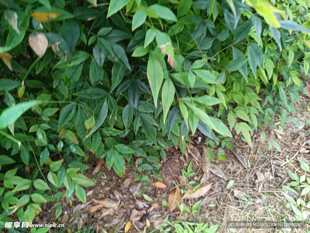 绿叶繁茂的地面植物景观