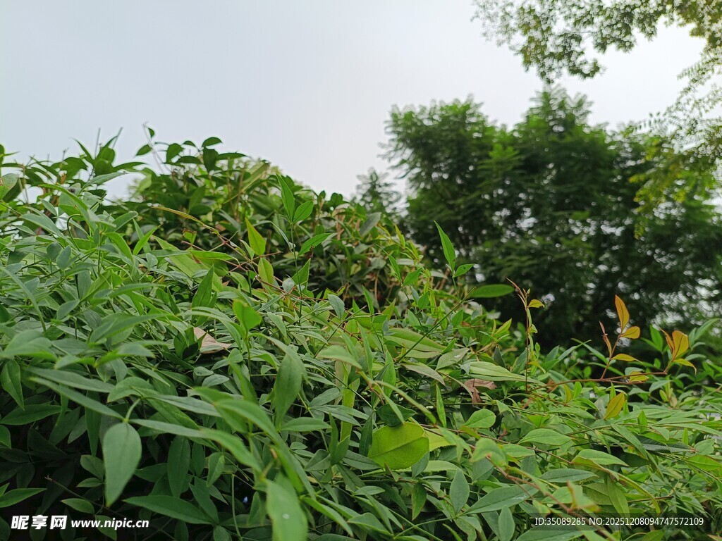 繁茂绿植景观