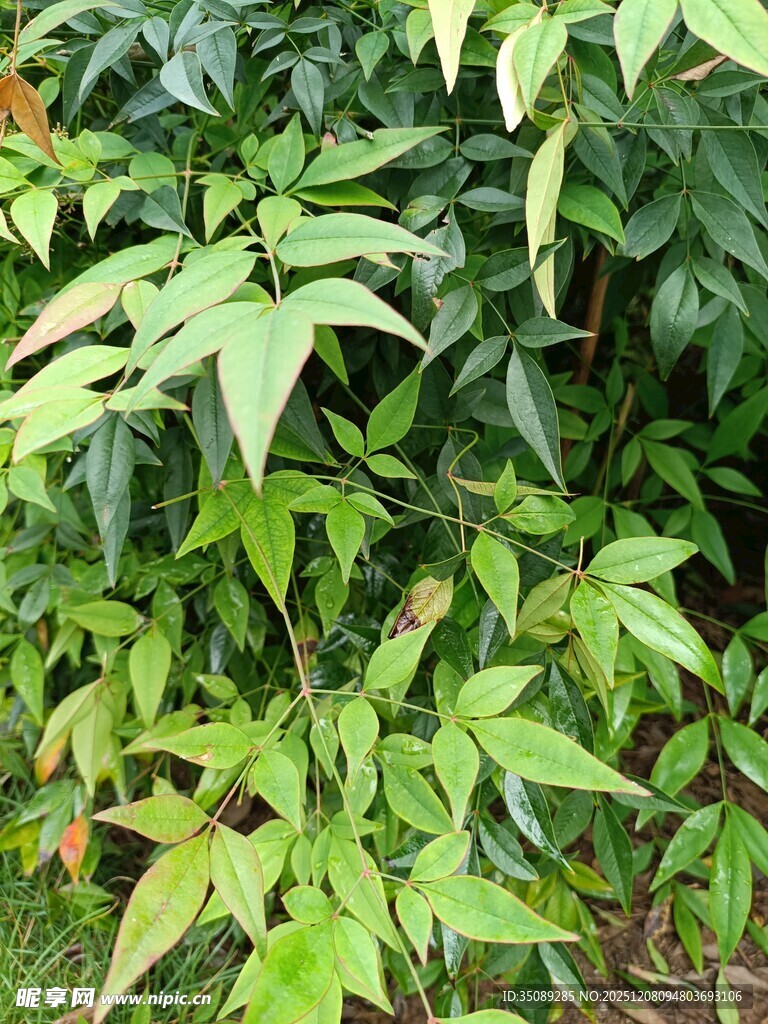 翠绿繁茂的植物叶片