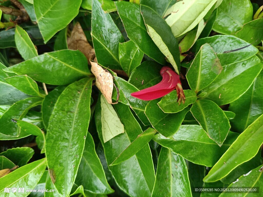 绿叶丛中一抹红