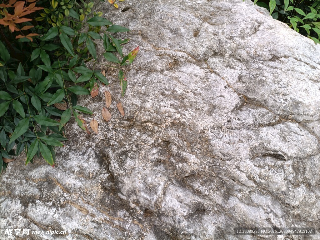 粗糙岩石旁的绿色植物