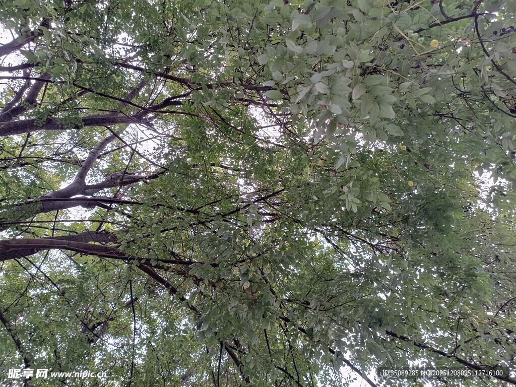 仰视繁茂树枝与绿叶