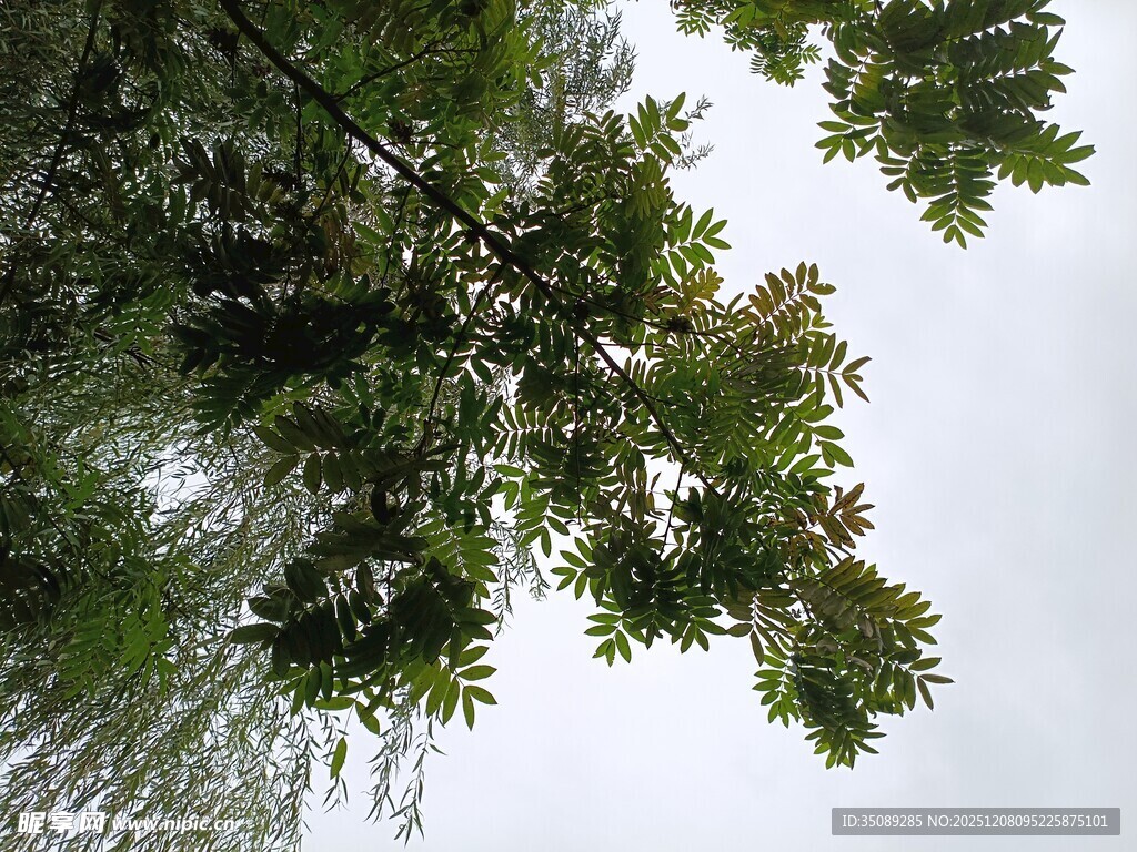 繁茂枝叶展现自然生机