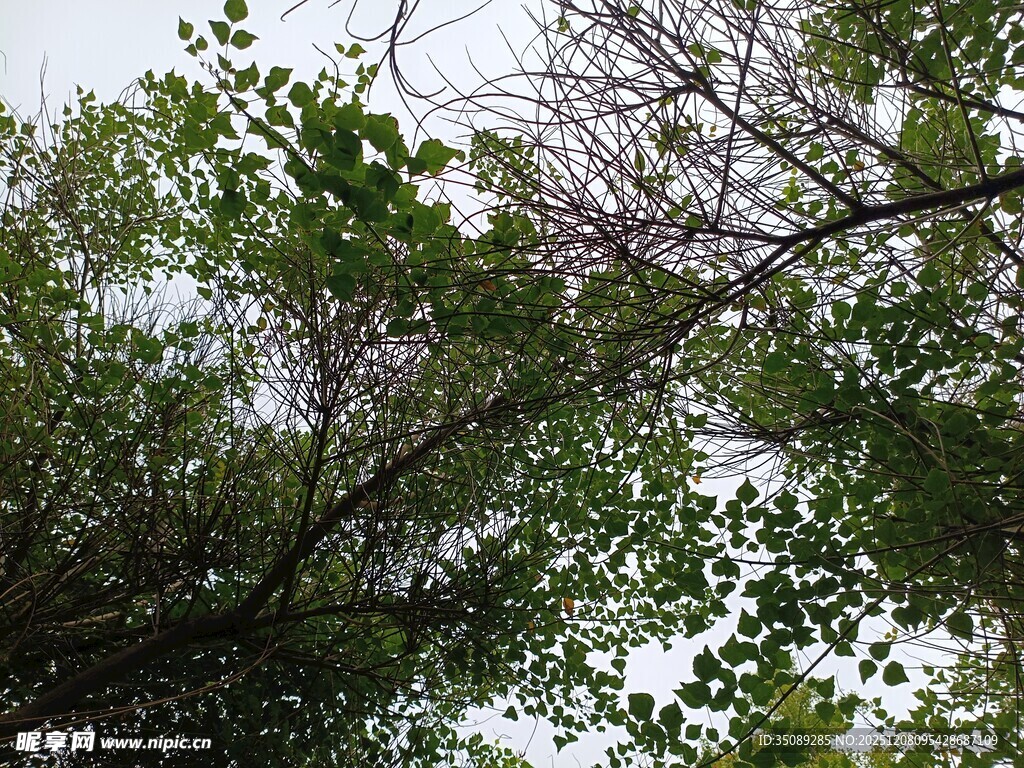 仰视繁茂枝叶间的天空