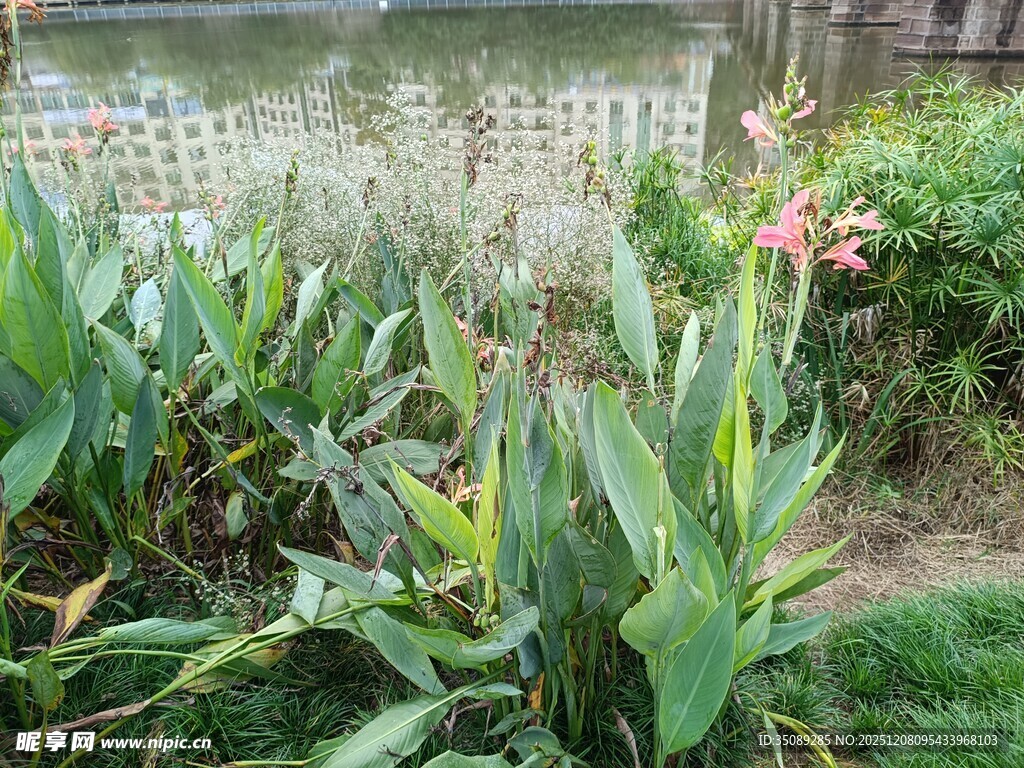 池塘边的绿植花卉景观