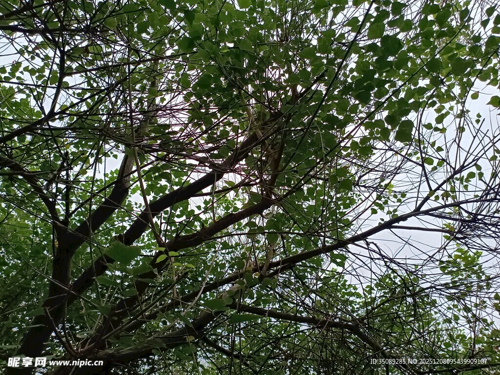 繁茂枝叶间的天空一角