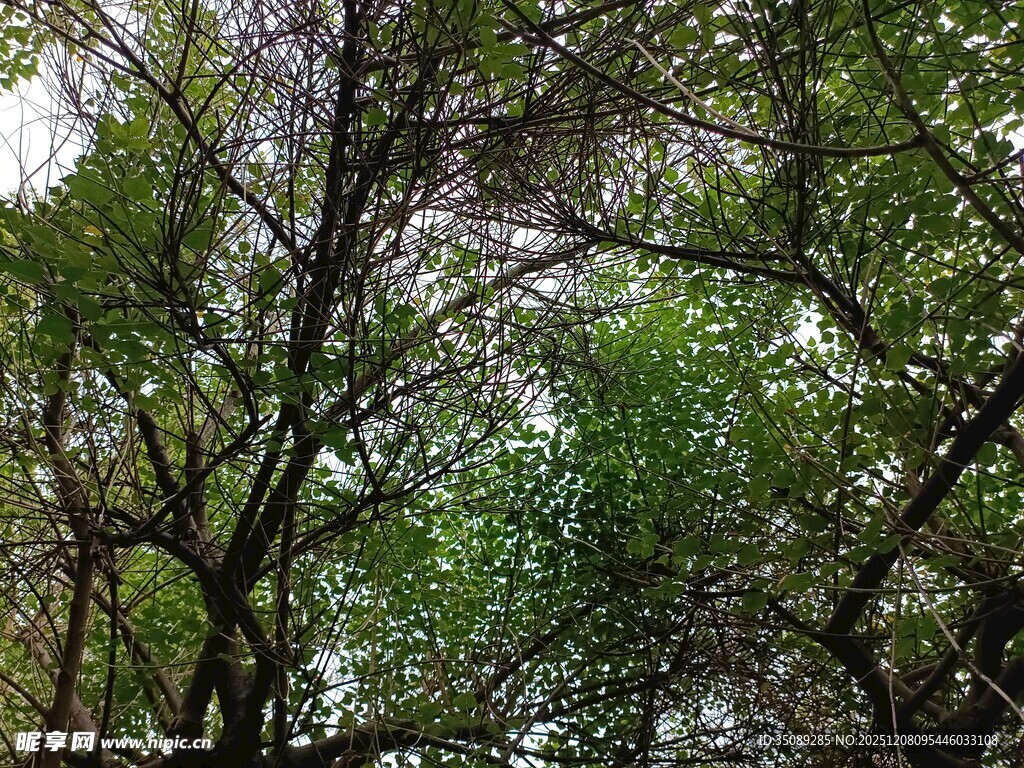 仰视茂密树林树冠