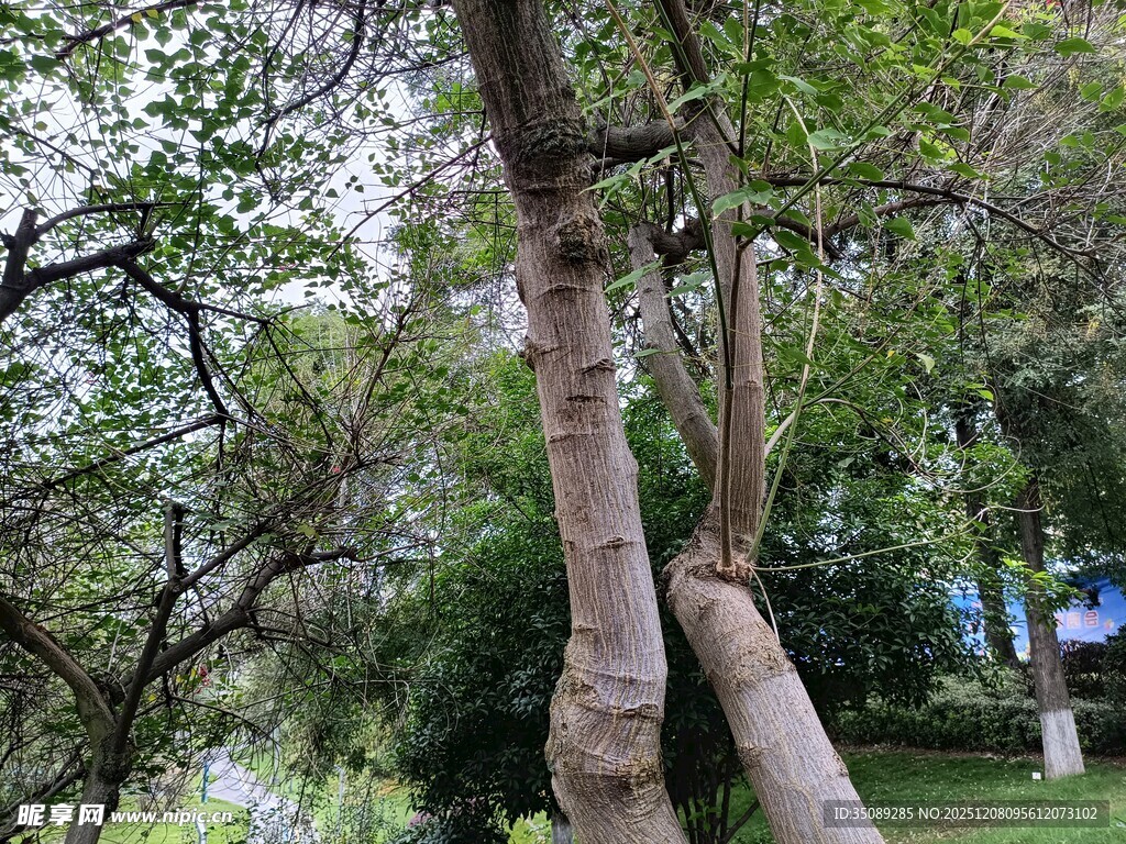 公园中粗壮的树木景观