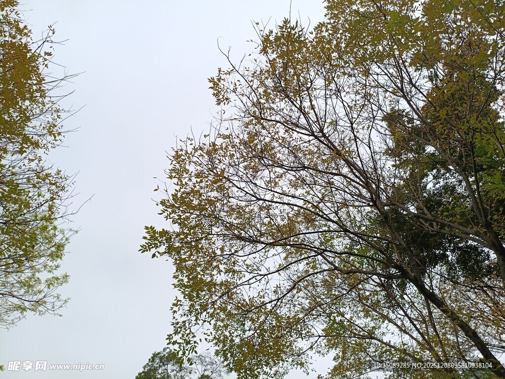 仰视视角下的繁茂树木