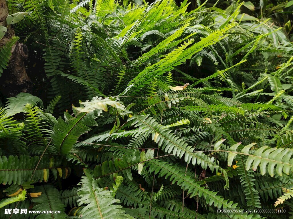 翠绿蕨类植物特写
