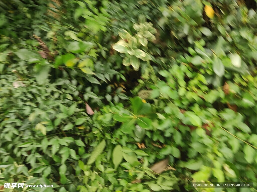 翠绿繁茂的植物景观