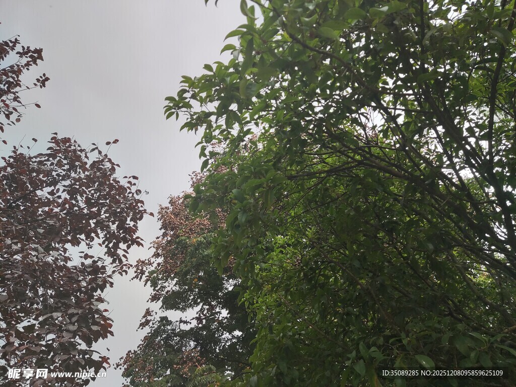 仰视繁茂树木景观