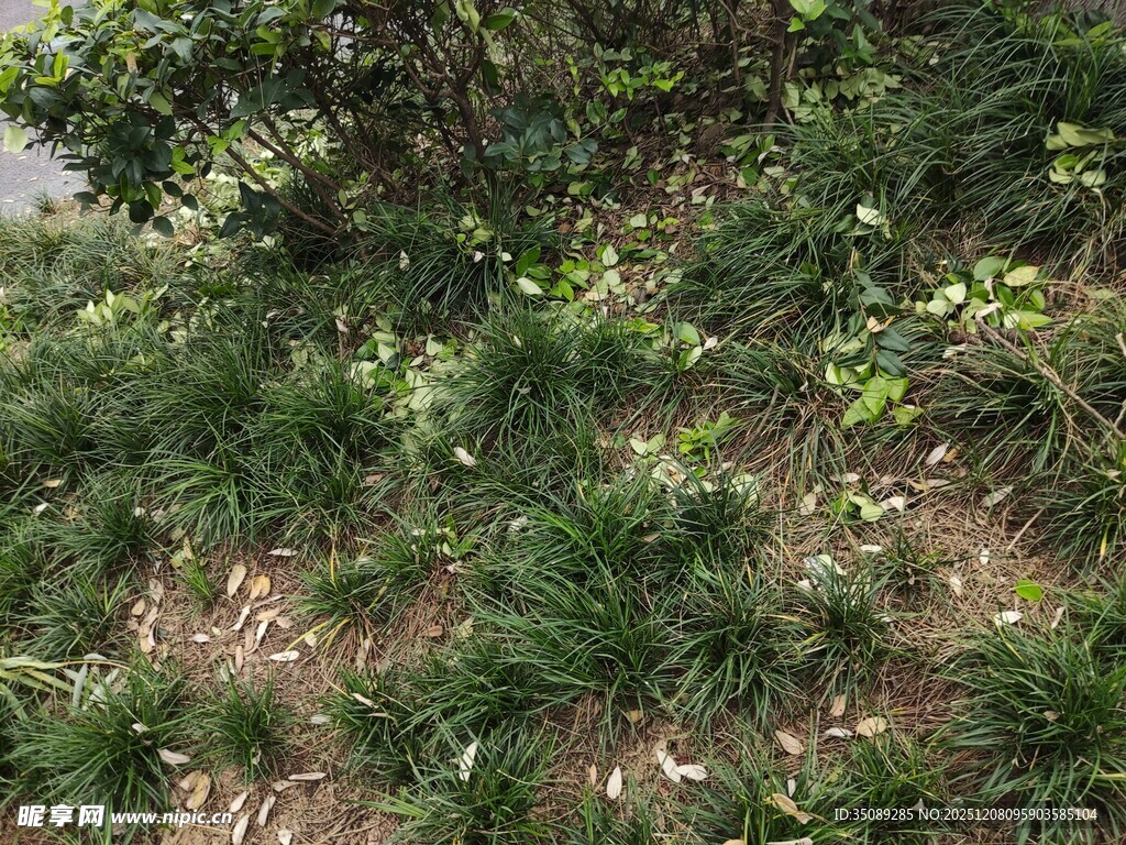 绿意盎然的地面植物景观