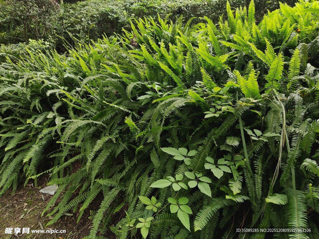茂密蕨类植物景观