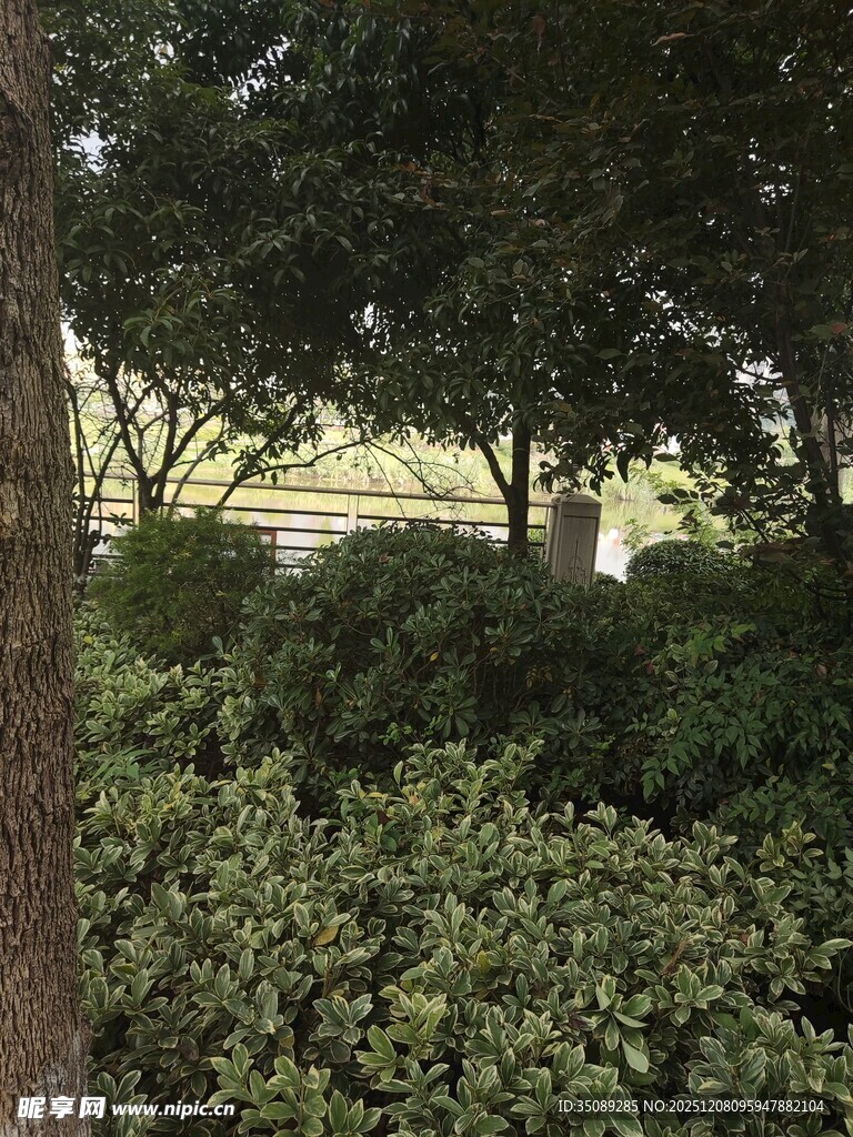 林间绿意盎然的自然景致