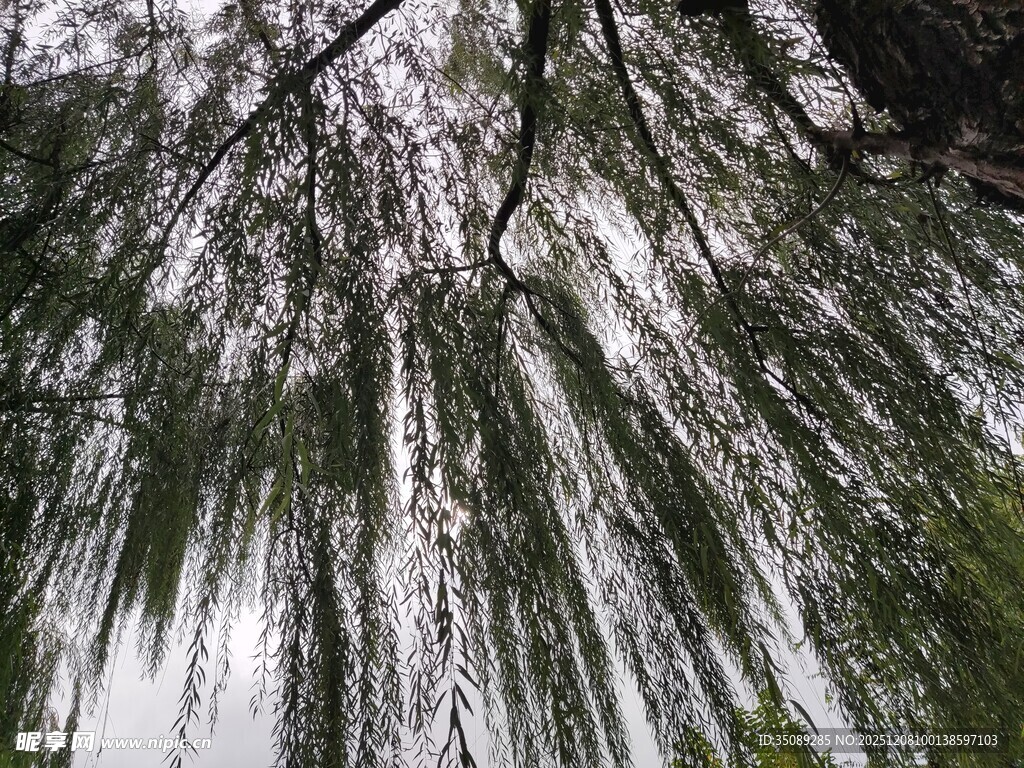 垂柳低垂枝叶随风摇曳