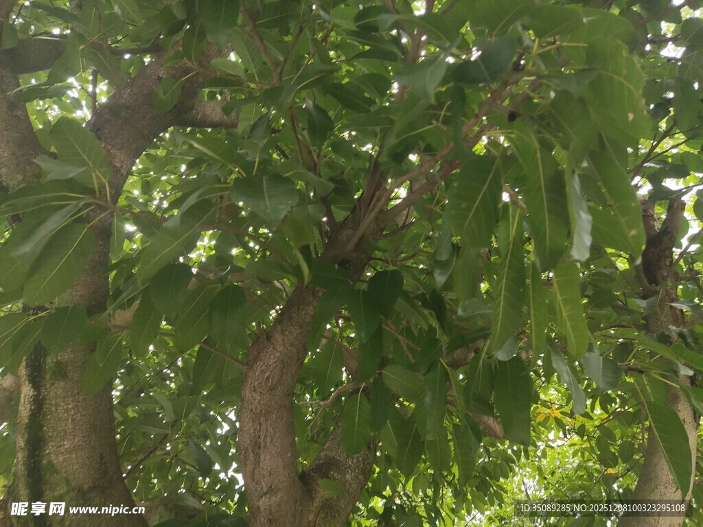 繁茂绿树展现自然生机