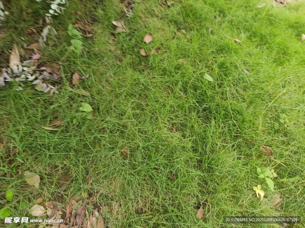 翠绿草地上的斑驳光影