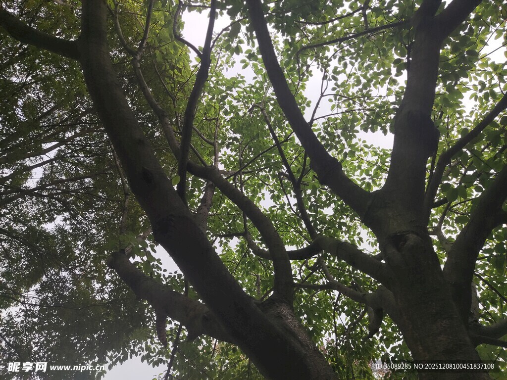 繁茂大树的枝干景象