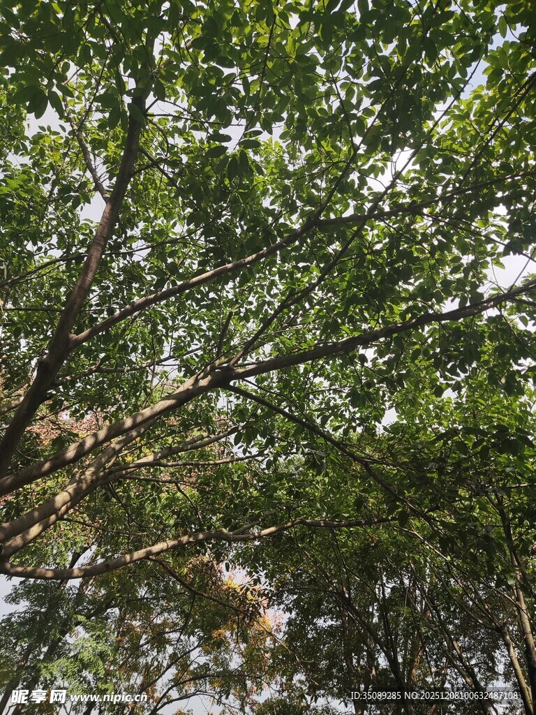 仰视茂密树林绿意盎然