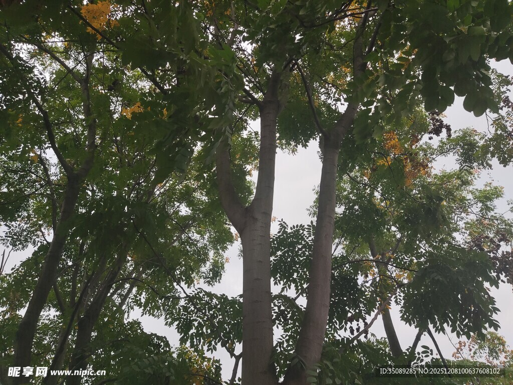 繁茂树林中的高大树木