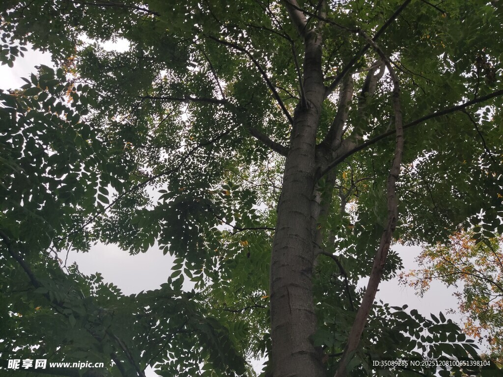 高大繁茂的绿树