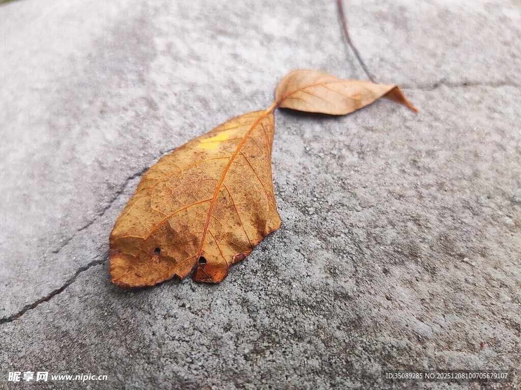 地面上的两片枯黄落叶